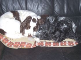 Pebbles+RomySofa.jpg
