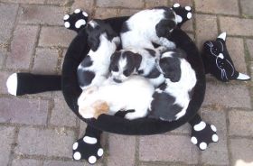 F-WurfKatze2.jpg